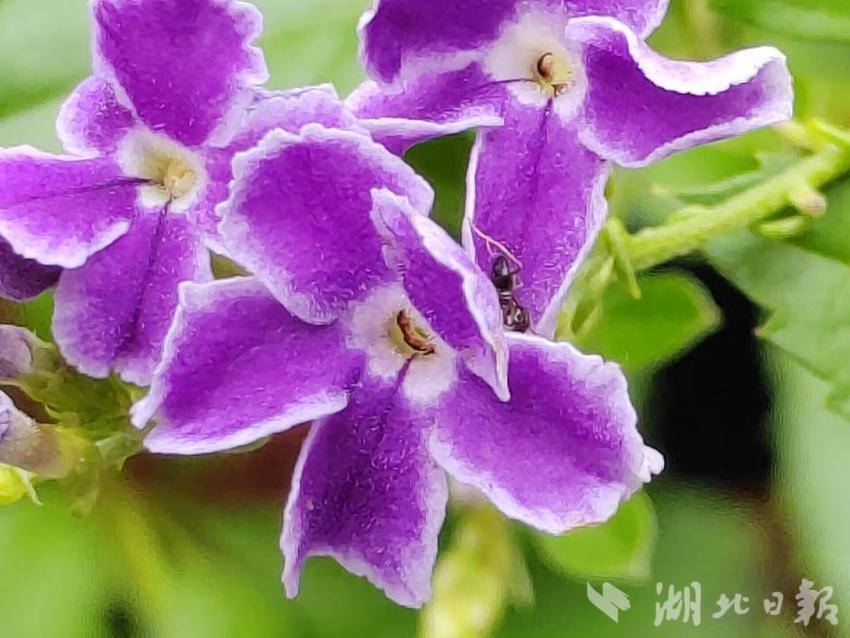 花呗支付棋牌
